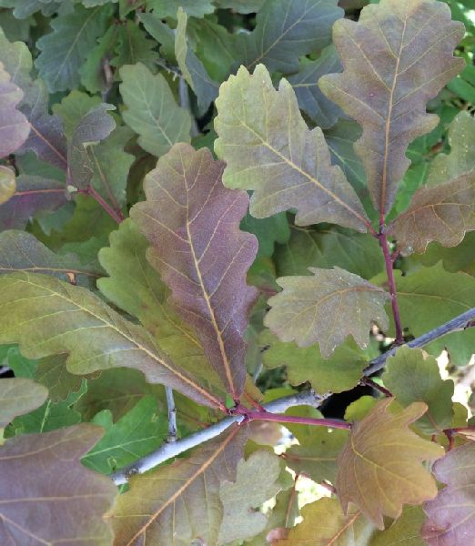Quercus robur 2 lit.